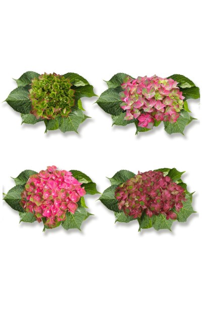 Hydrangea Rosso Glory зміна забарвлення квітів